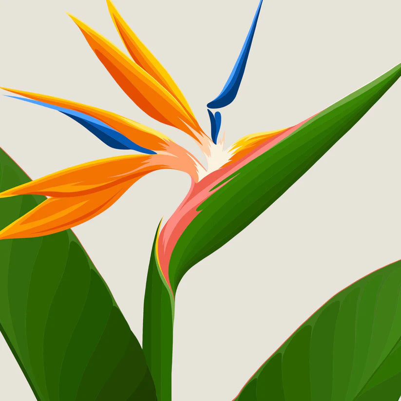 Bird of Paradise Art Print