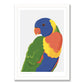 Rainbow Lorikeet Art Print