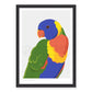 Rainbow Lorikeet Art Print