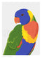 Rainbow Lorikeet Art Print