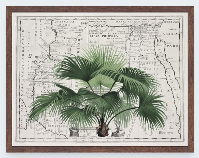 Tropical Empire 3 Art Print - Andrea Haase