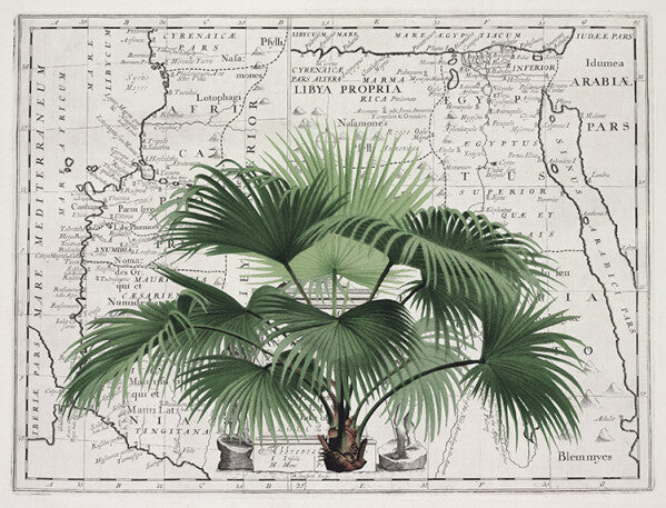 Tropical Empire 3 Art Print - Andrea Haase